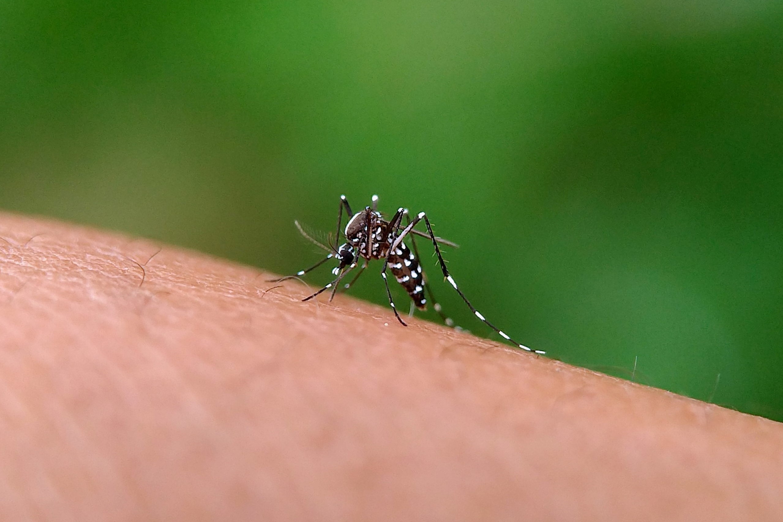 Nossa Gente contra a dengue e Chikungunya!