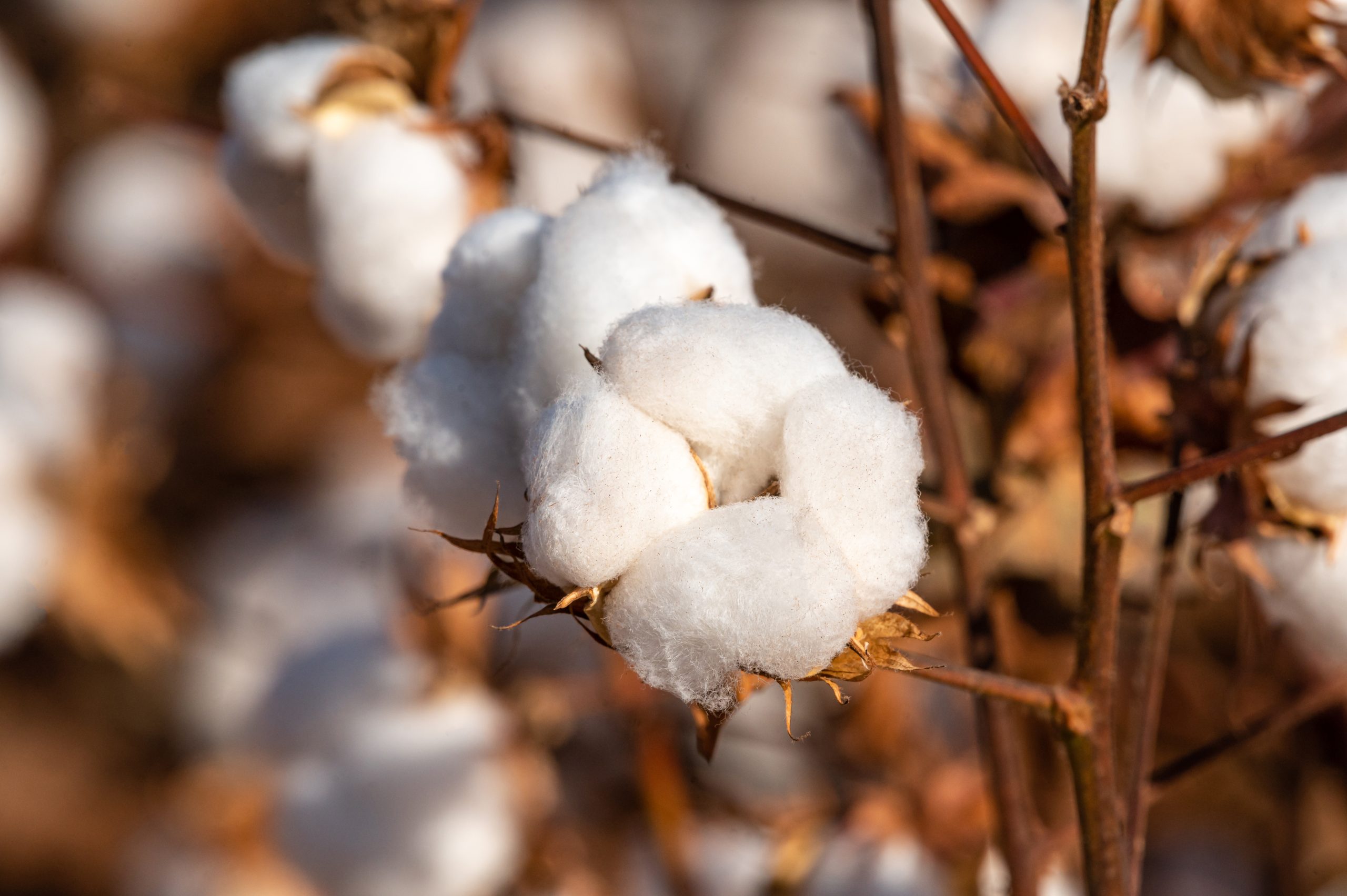 Somos a 1ª produtora brasileira de denim a utilizar algodão de cultivo regenerativo