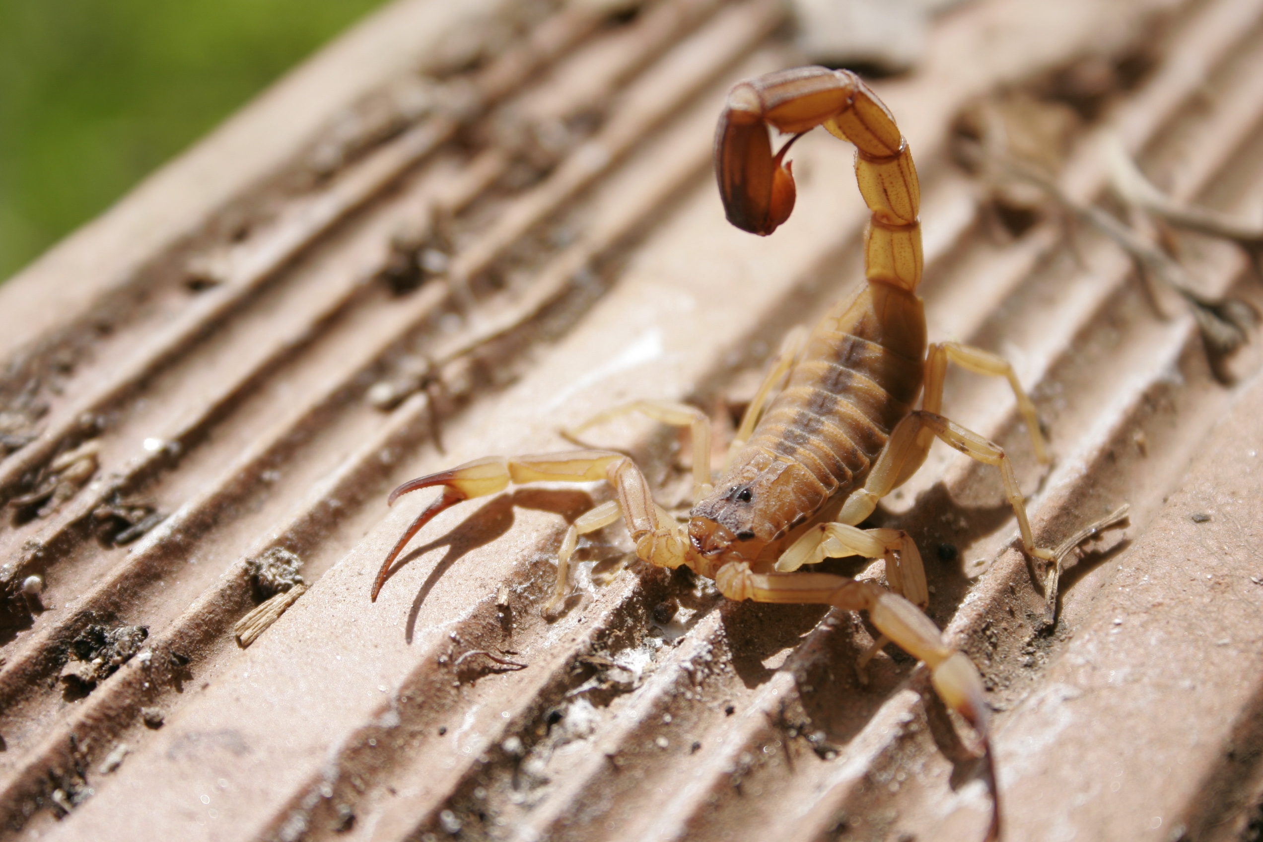 Cuidados com animais peçonhentos nas unidades fabris