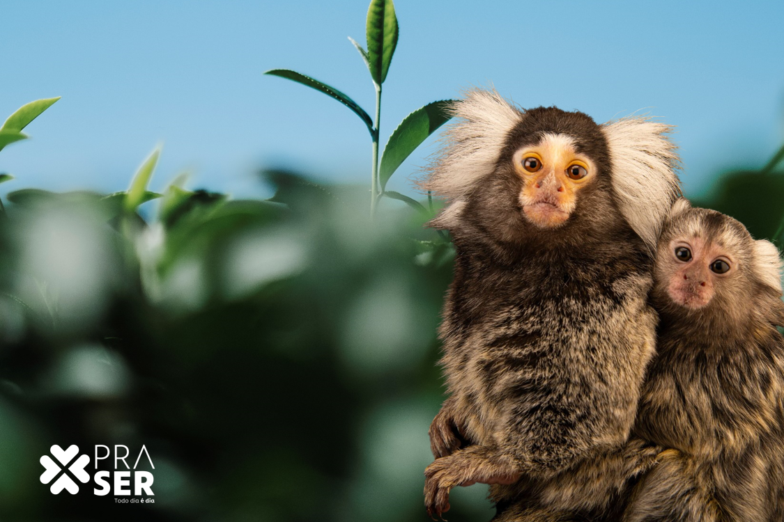 Respeite a natureza e não alimente os animais silvestres